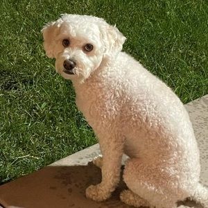 Meet your Posher, Surabi